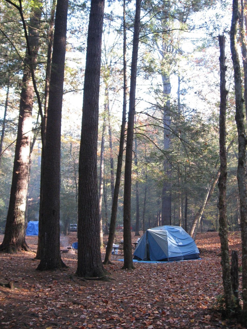 Blue dome tent pitched among tall pines at a fall woodland campsite