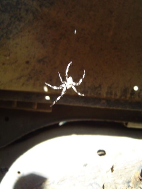 1978 Ford Bronco - Spider hanging on todds truck