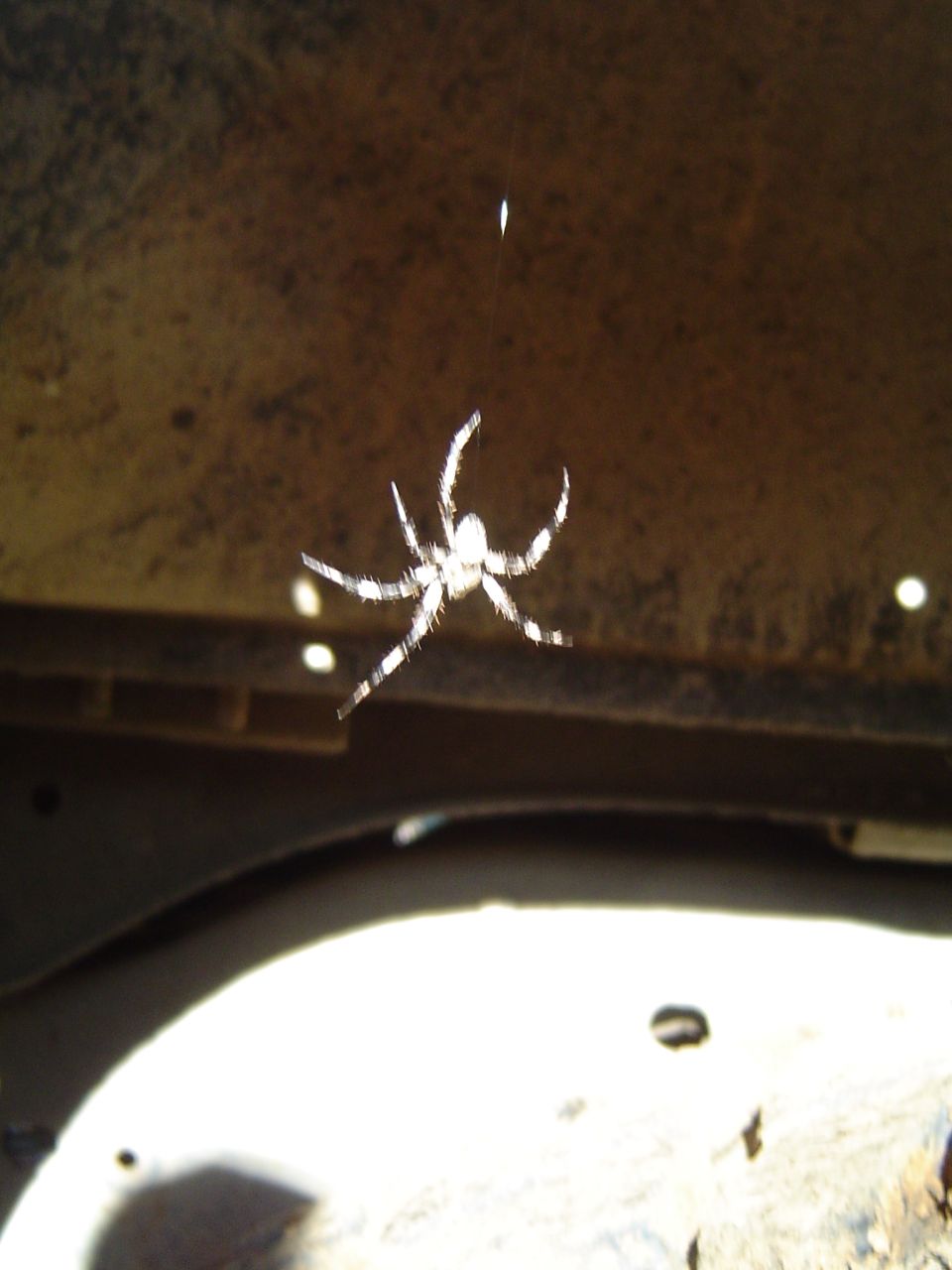 Spider hanging on todds truck