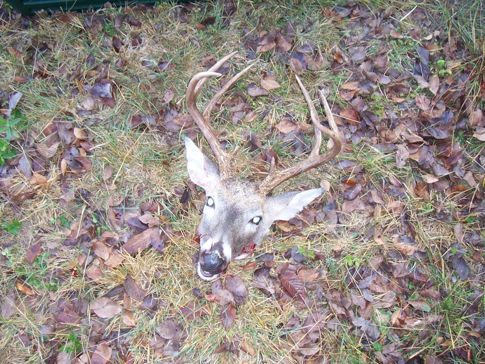 deer head with antlers lying on the ground covered in leaves