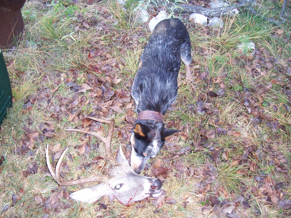 Dog sniffing a deer carcass on the ground covered with leaves and grass