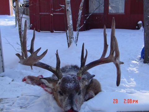 1990 Ford Bronco - A large buck deer lies in the snow, its impressive antlers visible against a snowy backdrop and a red building.