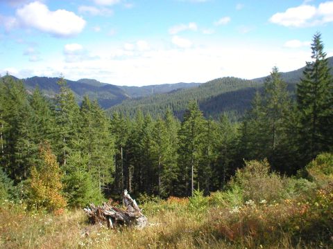 2005 Jeep Wrangler - Mountainous forest scene with a clear blue sky and scattered clouds, a foreground with dry grass and a tree stump.