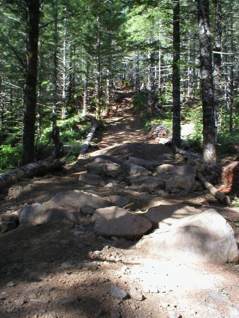 2005 Jeep Wrangler - A sun-dappled forest path winds uphill, strewn with rocks and bordered by tall trees.