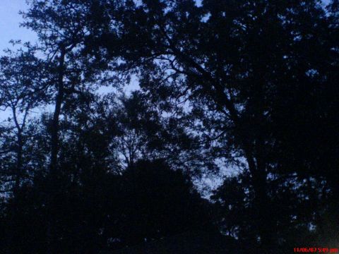 1986 Ford Bronco - The image shows trees against a twilight sky, with no vehicle visible.
