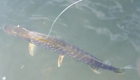 2000 Ford Crown Victoria - A fish swims in murky water, hooked by a fishing line.