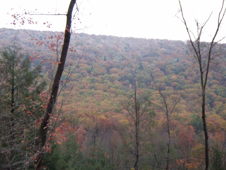 Forest with autumn foliage and bare trees under an overcast sky