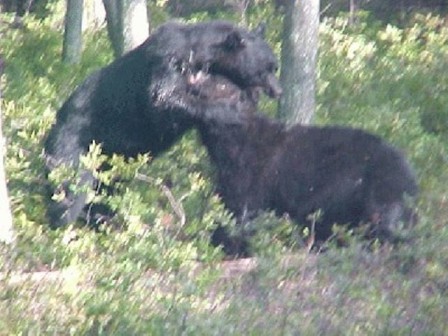 1991 Ford Bronco - Two black bears are interacting in a wooded area with dense undergrowth.