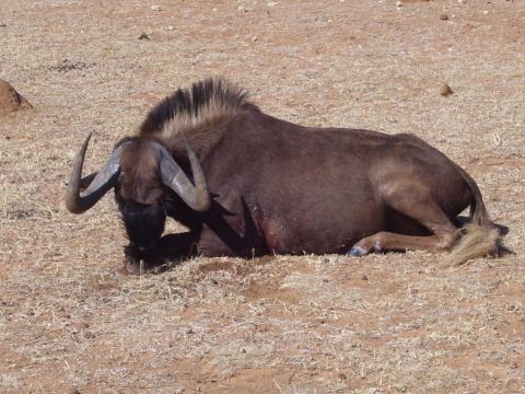 1991 Ford Bronco - A wildebeest rests on the dry, barren ground, its horns curved and its body low.