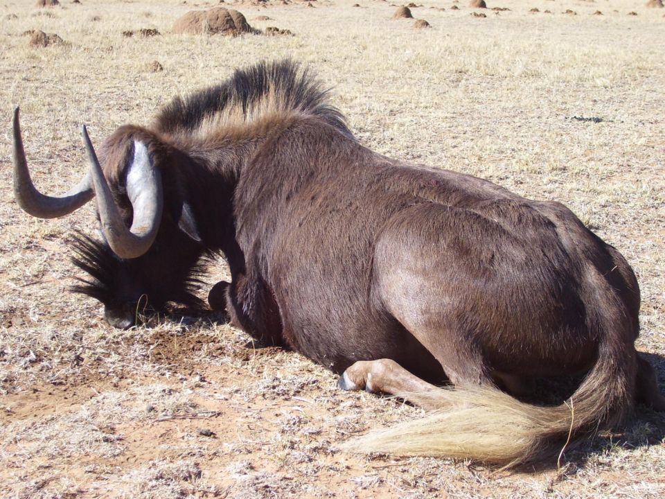 Wildebeest lying down on dry, dusty ground with sparse vegetation