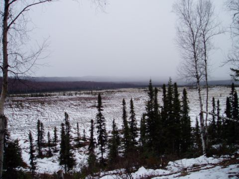 2000 Ford E350 - A vast, snow-dusted landscape unfolds under an overcast sky, dotted with evergreen and deciduous trees.