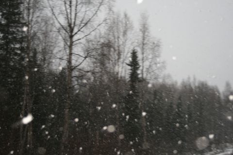 2003 Jeep TJ - Snow falls heavily against a backdrop of bare and evergreen trees.