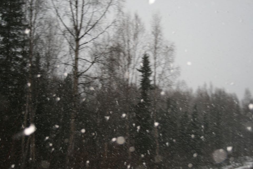 Trees in a forest with snow falling