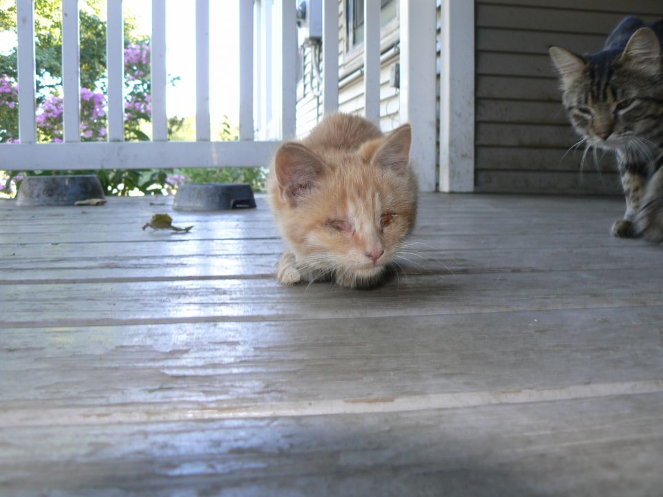 Brad's blind cat, Jackamo.