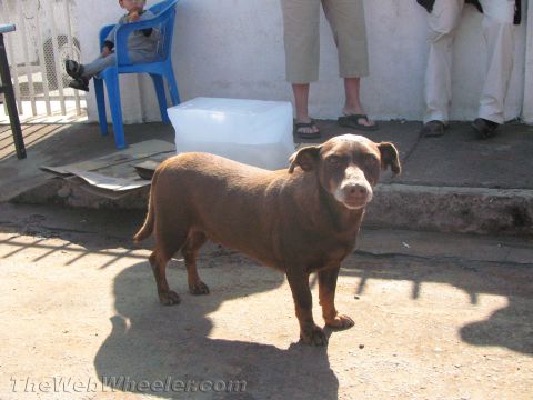 1990 Ford Bronco - stocky brown dog with short legs stands in sunlight on a paved lot beside a blue plastic chair and bystanders in sandals.