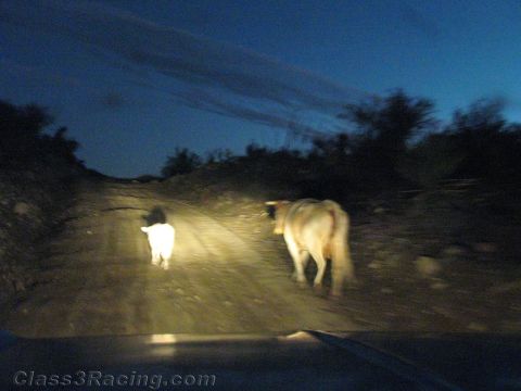 1990 Ford Bronco - Two pale cows stand on a dirt road at dusk, illuminated by a vehicle's headlights with brush and a deep blue sky behind them.