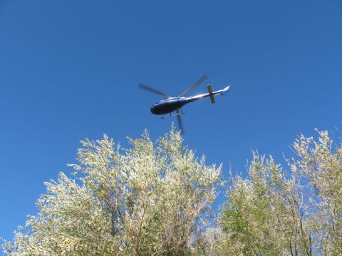 1990 Ford Bronco - small dark helicopter flies low against a clear blue sky just above the tops of silvery willow trees.