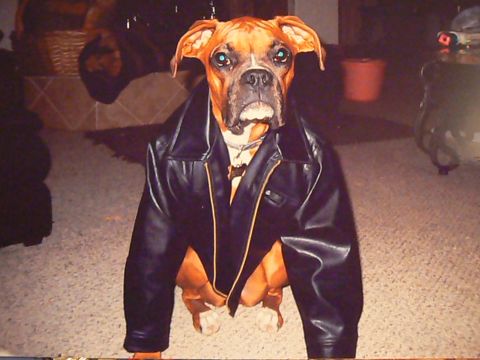 2006 Ford E350 - Mike's dog Kitana wearing a leather jacket.