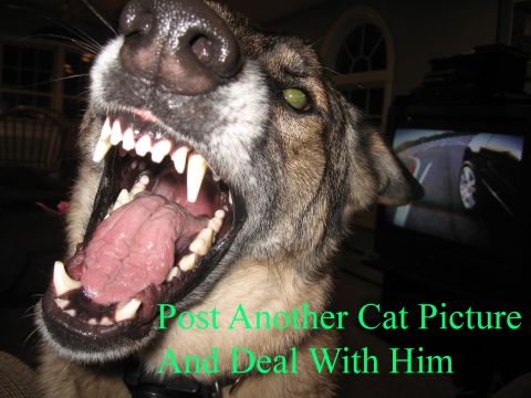 1996 Ford Bronco - A dog is captured mid-yawn, revealing its sharp teeth and pink tongue, with a television displaying a car driving on a road in the backgrou…