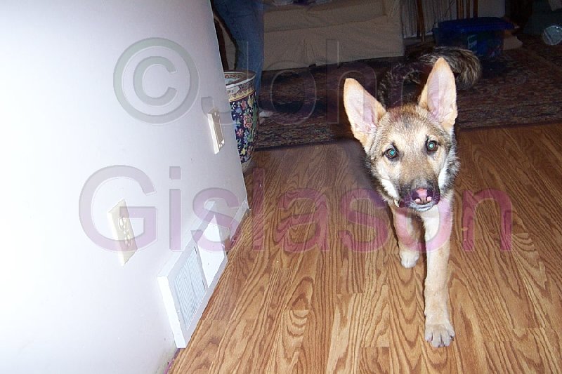 German Shepherd dog walking on wood floor indoors