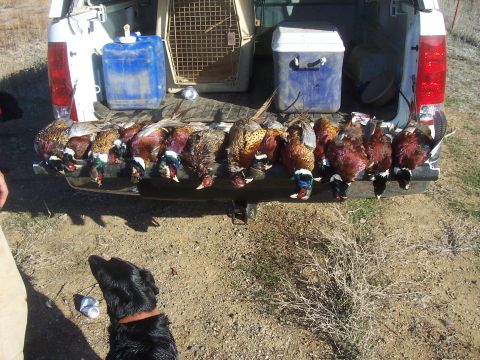 1994 Ford F-150 - A successful hunt with pheasants displayed on the tailgate of a pickup truck.