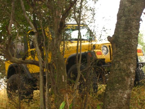 2001 Jeep Wrangler - A yellow Jeep Wrangler is seen partially hidden by trees and foliage in an outdoor setting.
