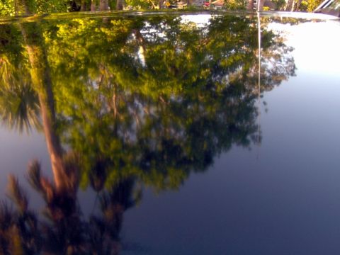 1995 Ford F-150 - The glossy surface of the vehicle reflects the surrounding trees and sky.