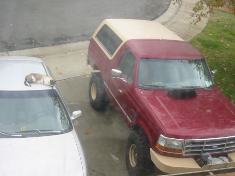 1994 Ford Bronco photo