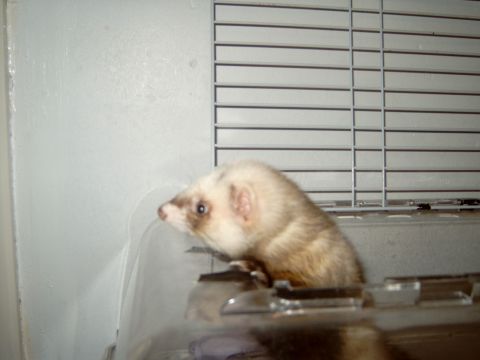 1989 Ford Bronco - my ferret!