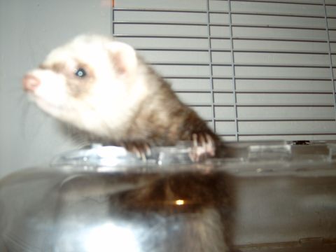 1989 Ford Bronco - A ferret is captured in a photo, looking out from behind a clear barrier.
