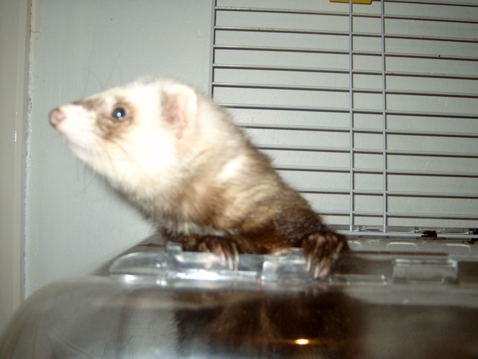Ferret peering over a clear plastic container, with a slatted background