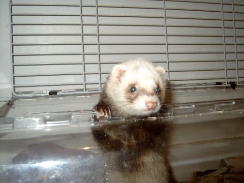 1989 Ford Bronco - A curious ferret looks out from its enclosure, with the SuperMotors logo visible in the corner.
