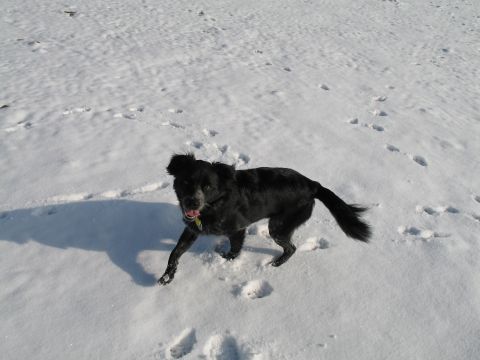 1995 Ford Bronco - A black dog is captured mid-stride as it runs through a snow-covered field, leaving tracks behind.