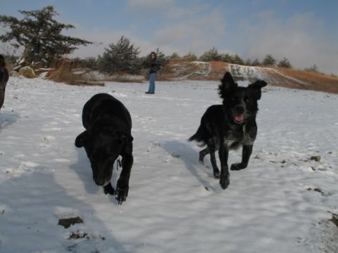 1995 Ford Bronco - Two dogs play in a snowy field with a person observing in the distance.