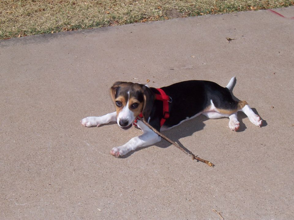 Beagle puppy lying on concrete with a stick in its mouth