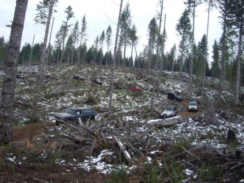 1979 Ford Bronco - Several off-road vehicles navigate a logged forest area with patches of snow on the ground.