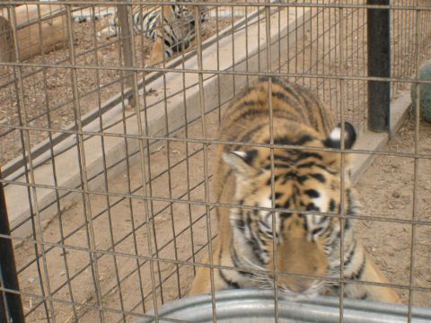 2007 Toyota FJ Cruiser - A tiger is seen behind a metal fence in an enclosure.