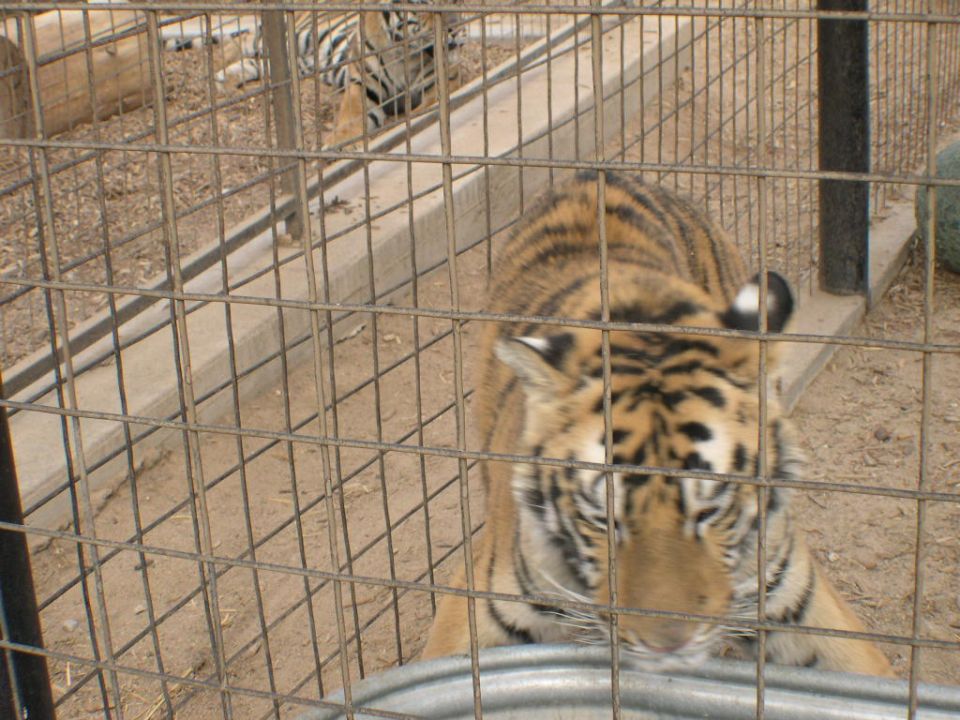 Tiger behind a fence