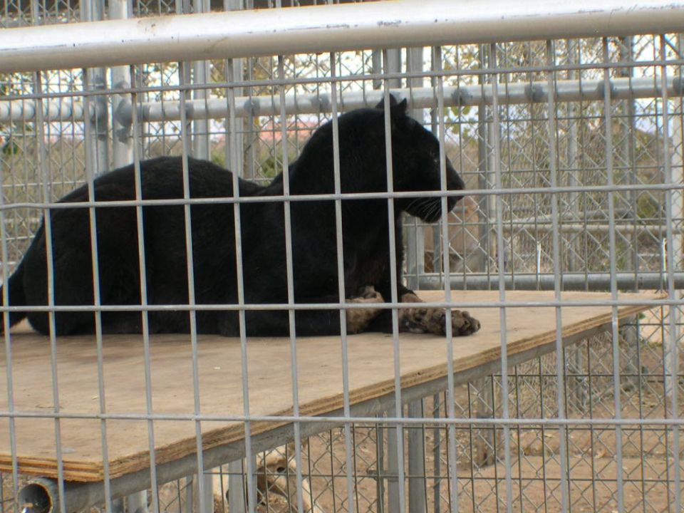 Black panther lying on a wooden platform inside a metal cage