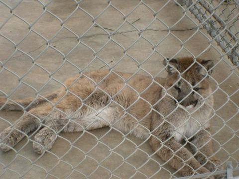 2007 Toyota FJ Cruiser - A cougar rests behind a chain-link fence, its tan fur contrasting with the concrete ground.