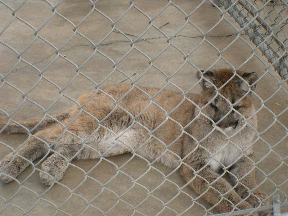 Cougar lying down behind a chain-link fence