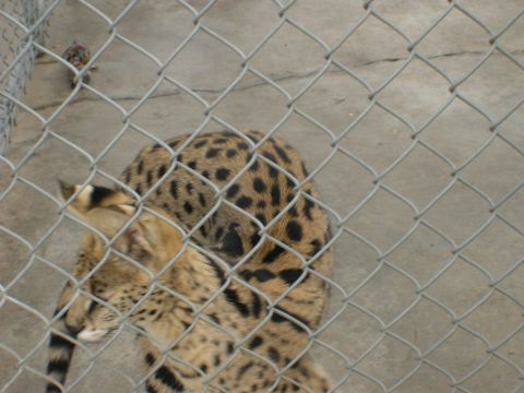 2007 Toyota FJ Cruiser - A serval cat is visible behind a chain-link fence in an outdoor enclosure.