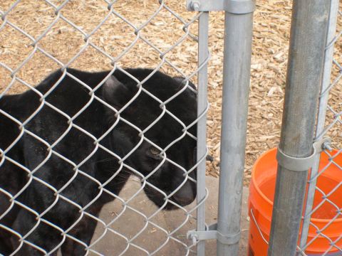 2007 Toyota FJ Cruiser - A black panther is seen behind a chain-link fence, with an orange bucket in the background.