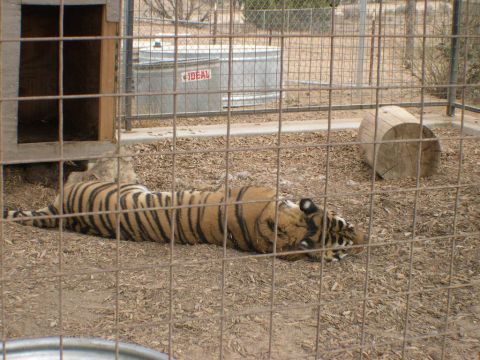 2007 Toyota FJ Cruiser - A tiger rests in its enclosure, with a wooden shelter and a water tank visible in the background.