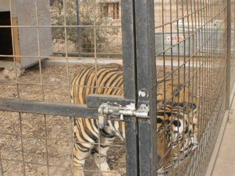 2007 Toyota FJ Cruiser - A tiger paces within its enclosure, its stripes clearly visible through the metal bars.