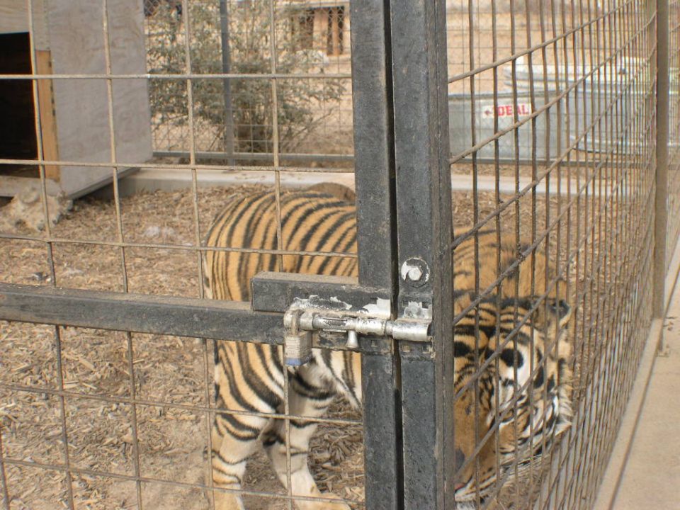 Tiger behind cage bars, looking out