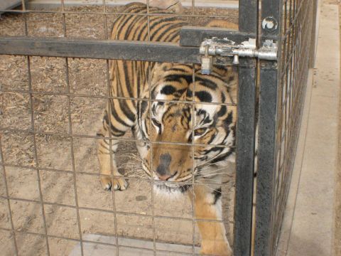 2007 Toyota FJ Cruiser - A tiger is visible behind the bars of a cage, with a latch on the gate.