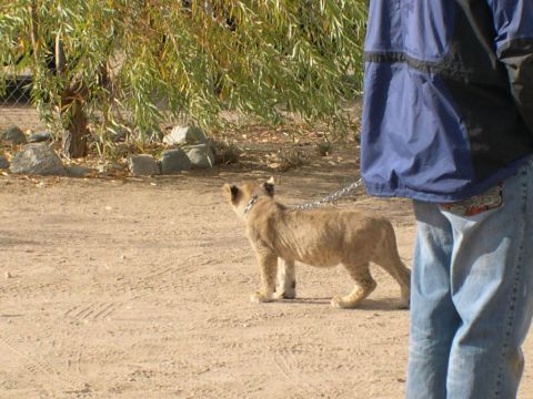 2007 Toyota FJ Cruiser - A person walks a young lion on a leash in a dusty, outdoor area with trees and rocks.