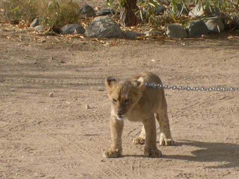 2007 Toyota FJ Cruiser - A lion cub is tethered by a chain in a dry, outdoor environment.