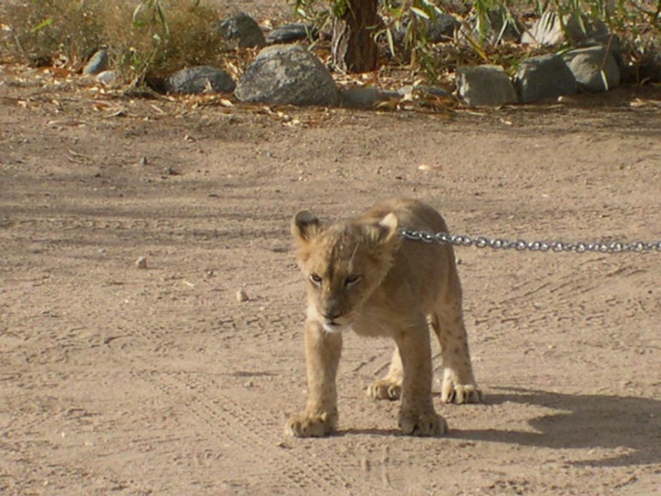 Lion cub on a metal chain in a dusty, outdoor area with rocks and sparse vegetation